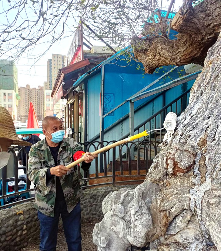 6 圖為：副食市場管理員養(yǎng)護(hù)古榆_副本.jpg